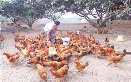 Cộng sinh với rừng