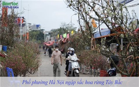 Phố phường Hà Nội ngập sắc hoa rừng Tây Bắc