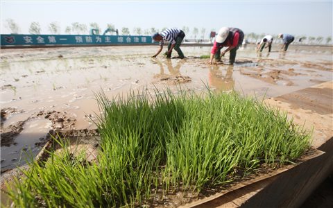 Trung Quốc phát triển "lúa nước mặn" đảm bảo an ninh lương thực