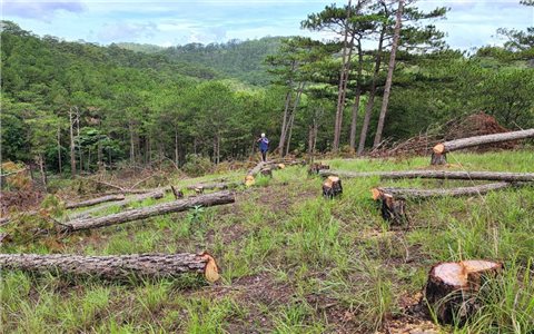 Lâm Đồng: Điều tra vụ hàng trăm cây thông ở Đà Lạt bị triệt hạ trái phép