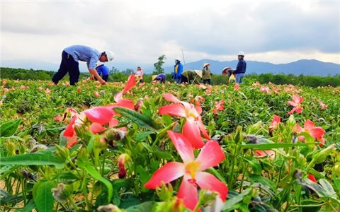 Thừa Thiên Huế: Tín hiệu vui từ trồng sâm Bố Chính ở Quảng Nhâm