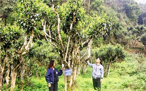Trên 1.300 cây chè Shan Tuyết được công nhận là Cây Di sản Việt Nam
