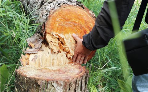 Lâm Đồng: Điều tra vụ hàng trăm cây thông bị triệt hạ