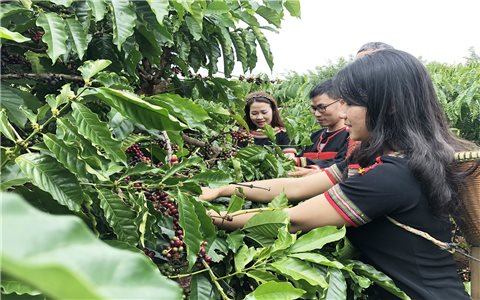 Cà phê Đắk Lắk xuất khẩu đến 60 quốc gia, vùng lãnh thổ