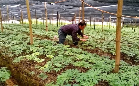 Lào Cai mở rộng diện tích trồng cây dược liệu