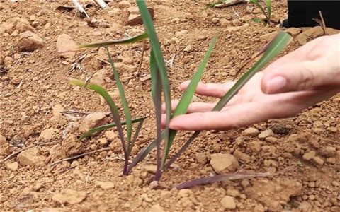 Bộ Nông nghiệp và Phát triển Nông thôn đề nghị khẩn trương ứng phó nguy cơ hạn hán, xâm nhập mặn