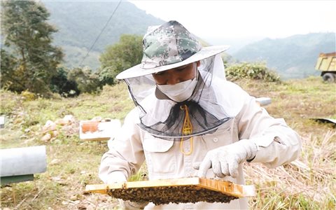 Nuôi ong lấy mật, hướng phát triển kinh tế tiềm năng ở Lai Châu