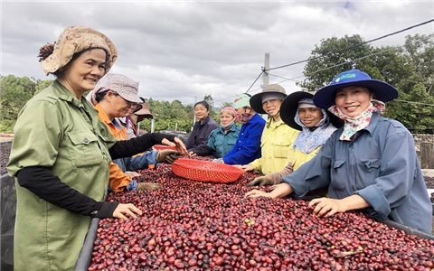 Gia Lai triển khai Đề án Hỗ trợ HTX do phụ nữ tham gia quản lý