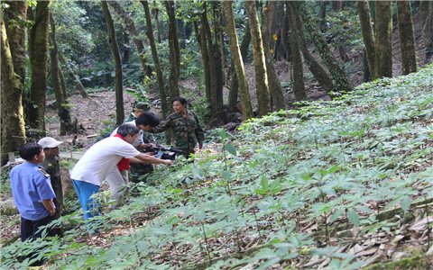 Quảng Nam: Rà soát tình hình sử dụng môi trường rừng của các dự án trồng Sâm Ngọc Linh
