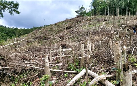 Gia Lai: Tiếp tục xảy ra vụ phá rừng tự nhiên quy mô lớn gần 5ha