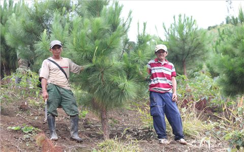 Tu Mơ Rông (Kon Tum): Triển khai trồng mới hơn 302 ha rừng trong năm 2024