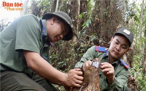 Phát triển "Báu vật" của rừng