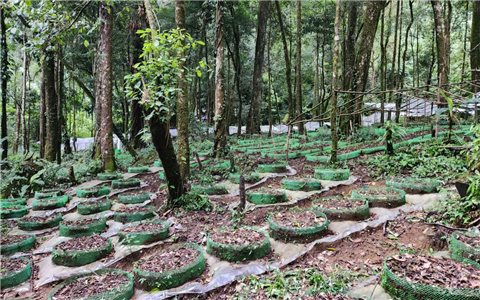 Kon Tum: Mở rộng phạm vi bảo hộ chỉ dẫn địa lý “Ngọc Linh” cho sản phẩm sâm củ