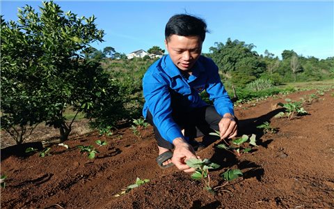 Bình Định: Thanh niên người Mường khởi nghiệp trên vùng đất khó