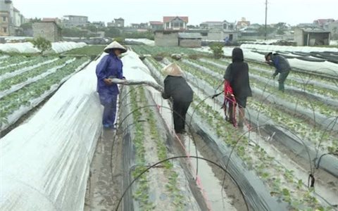 Diễn biến gió mùa Đông Bắc, các địa phương chủ động ứng phó với không khí lạnh