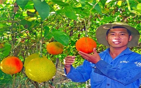 Thừa Thiên Huế: Tập trung phát triển 210ha trồng cây dược liệu ở A Lưới