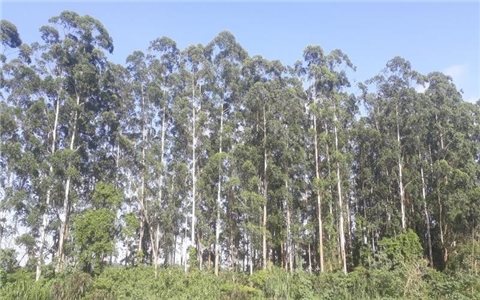 Kỹ thuật trồng và chăm sóc cây bạch đàn