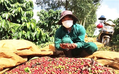 Sản lượng cà phê Việt Nam ước giảm mạnh do El Nino