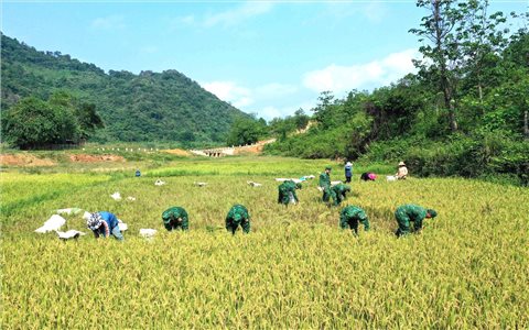 Quảng Trị: Bộ đội Biên phòng giúp đồng bào Bru Vân Kiều thu hoạch lúa