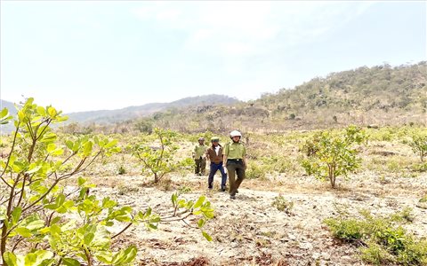 Gia Lai: Nan giải bài toán trồng rừng