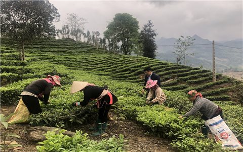 Lào Cai: Đồng bào DTTS ở huyện 30a tăng thu nhập nhờ làm nông nghiệp hàng hoá