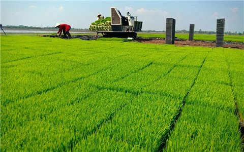 Hà Nội đẩy mạnh phát triển vùng lúa chất lượng cao, hướng tới mục tiêu xuất khẩu
