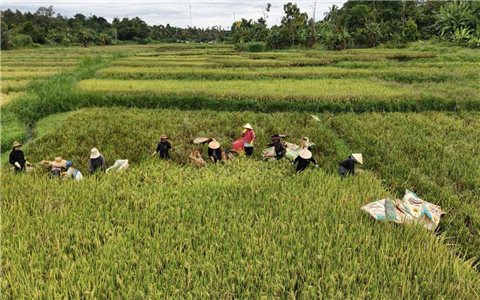 Buôn Trinh rộn rã mùa gặt