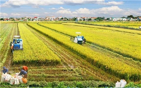 Chế phẩm vi sinh trong sản xuất lúa: Giải pháp kép giảm chi phí và cải tạo đất