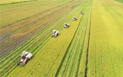 Đồng bằng sông Cửu Long: Ứng dụng công nghệ nâng tầm hạt gạo Việt Nam