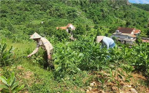 Hồi sinh những cánh rừng sau bão Yagi