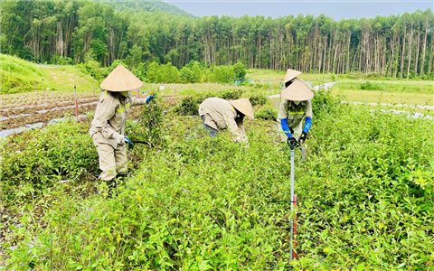 "Rào cản" trong việc triển khai liên kết sản xuất theo chuỗi giá trị ở Nghệ An