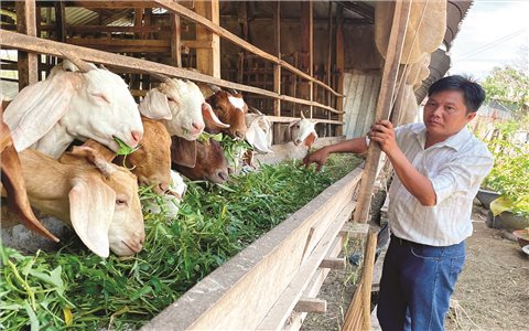 Đa dạng hóa sinh kế, giúp đồng bào Khmer thoát nghèo