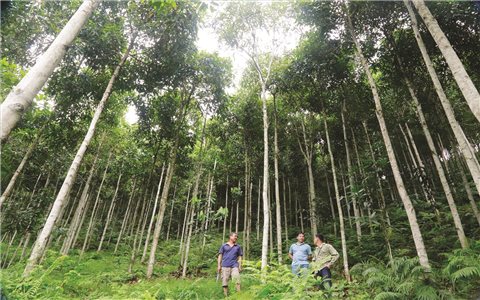 Hương quế "ấm dạ" người bản Dao