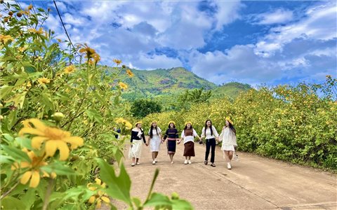 Hoa vàng trên cao nguyên Gia Lai