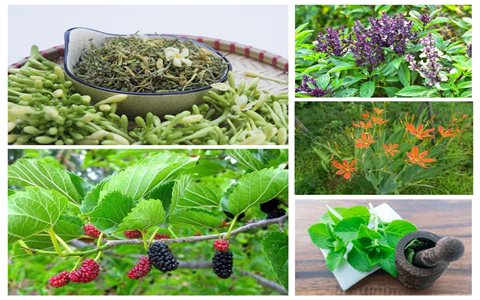 Những cây thuốc nam chữa bệnh phổi hiệu quả mà bạn chưa biết