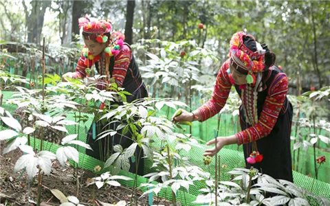 Phát triển kinh tế xanh và y học cổ truyền vùng Tây Bắc