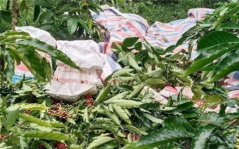 Nạn trộm cắp cà phê lộng hành ở Tây Nguyên