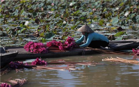 Những sắc hoa "gọi mùa" trên đồng nước nổi miền Tây