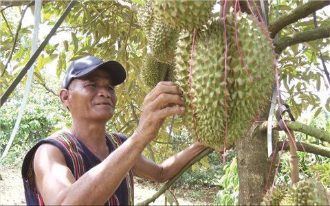 Những tỷ phú sầu riêng người DTTS trên đất Lâm Đồng