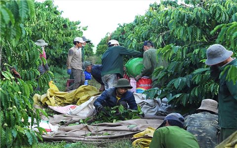 Lập nhóm Zalo để chia sẻ thông tin, bảo vệ vườn cà phê trong mùa thu hoạch