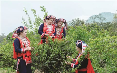 Tìm hướng giảm nghèo bền vững cho vùng DTTS sau sáp nhập