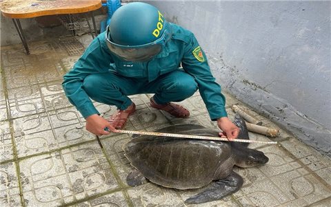 Thả lưới được động vật quý hiếm, người dân bàn giao cơ quan chức năng