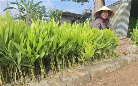 Người dân Nghệ An khẩn trương tái trồng rừng sau bão