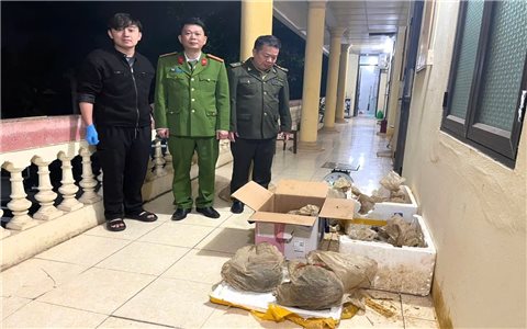 Phát hiện, cứu hộ thành công 12 cá thể tê tê Java đang bị đe dọa tuyệt chủng