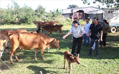 Quảng Ngãi: Đồng bào DTTS xã Ya Ly trực tiếp đến cơ sở cung ứng để chọn bò giống sinh sản được hỗ trợ
