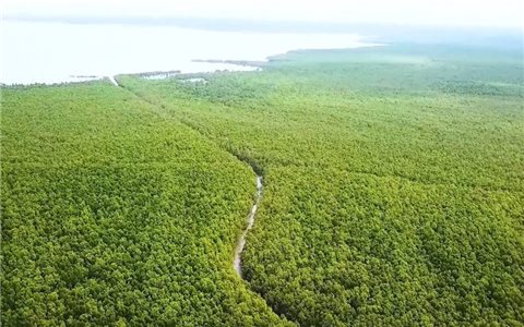 Điểm sáng về trồng rừng ven biển