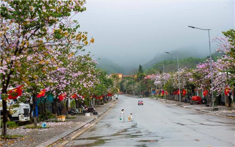 A Lưới mùa hoa ban nở