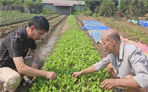 "Sống lại" những cánh đồng sau lũ