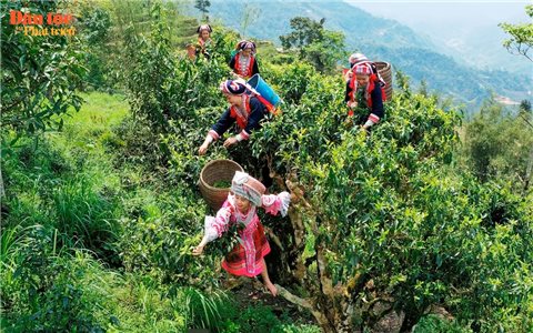 Cây chè trên đỉnh Tà Xùa