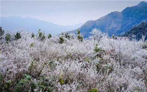 Băng giá xuất hiện - Hiện tượng lạ ở Tà Xùa
